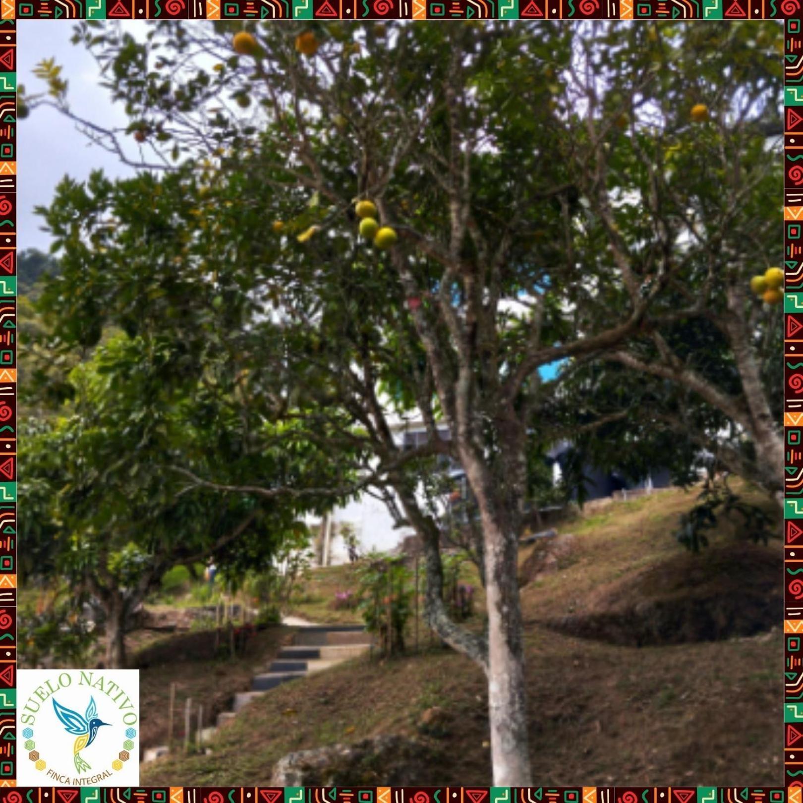 Hotel Finca Integral Suelo Natiivo "Integramos El Campo Con Tu Bienestar" Guaduas Exterior foto